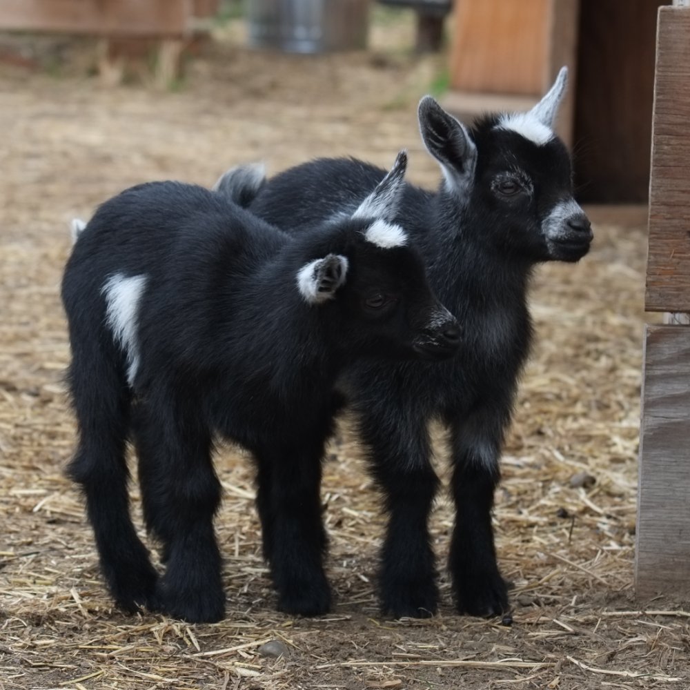 The Belmont Goats · Photo: <a href="https://www.flickr.com/photos/linkletter/9870895685" target="_blank">Ian Linkletter</a>